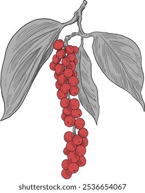 Pimentos falsos planta de fruto cor desenhada à mão ilustração