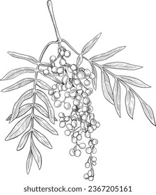 false peppers hand drawn botanical illustration