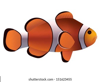 False Percula Clownfish 