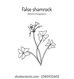 False shamrock (Oxalis triangularis), edible plant. Hand drawn botanical vector illustration