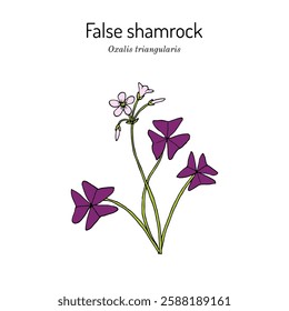 False shamrock (Oxalis triangularis), edible plant. Hand drawn botanical vector illustration