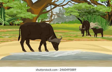 A family of African buffalos stand on the river bank. Wildlife of Africa. Realistic vector landscape