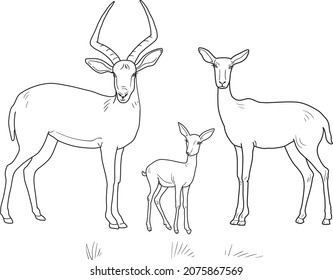 family of Antelopes. Isolated vector on white background. Coloring pages. 