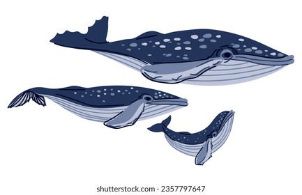 Una familia de ballenas con dibujos animados de fondo blanco. Papá, mamá y bebé de colores azules. Ilustración de la familia de ballenas jorobadas. Los animales bonitos nadan juntos. Animales acuáticos rayados y manchados, peces