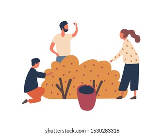 Family collecting berries flat vector illustration. Mother, father and little son cartoon characters. Farmers couple with child harvesting together. Gardening, horticulture, agriculture concept.