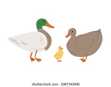 family domestic Ducks. Different kind of ducks.