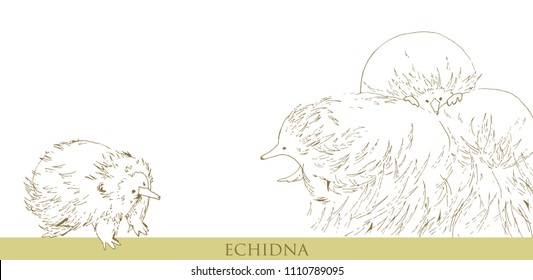 Family Echidna In The Style Of Graphics. The Prickly Animal. Australian Mammal. Postcard With Tachyglossidae