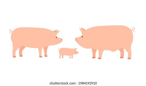 Family of farm domestic pig, mom dad and piglet 