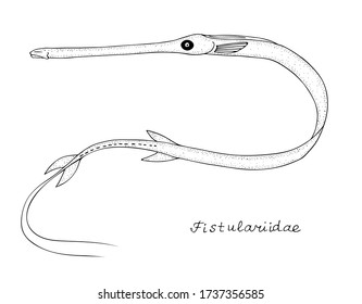 Сornetfish (family Fistulariidae). Coastal waters and coral reefs fish. Black and white hand drawing realistic vector image.