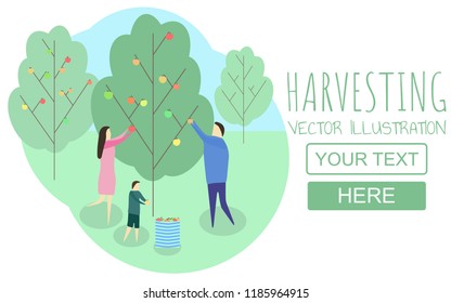 The family gathers apples. Flat style