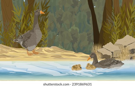 A family of geese teaches goslings to swim in a lake near the shore. Summer outside the city. domestic and farm birds. Realistic vector landscape