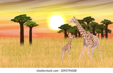 A family of giraffe and her cub in the African savannah near the baobab grove at sunset. Wildlife of Africa. Realistic vector landscape