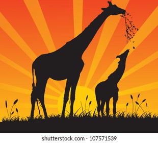 family of giraffes