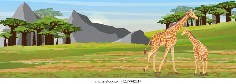 Family of giraffes. Mother and her baby. African savannah, baobab thickets and high mountain ranges. Realistic vector landscape. The nature of Africa