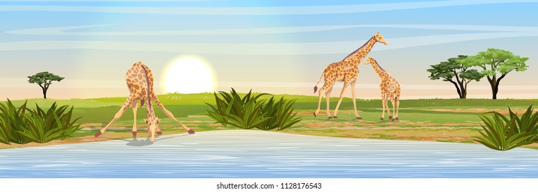 Family of giraffes at the watering place. Adult giraffes mother and young giraffe child. African savannah. Coast of a large lake. Realistic vector landscape. The nature of Africa