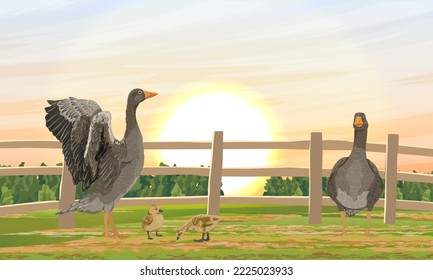 Una familia de gansos y cotilleos grises se encuentra detrás de una valla en el patio trasero. Aves de granja. Paisaje realista de vectores agrícolas