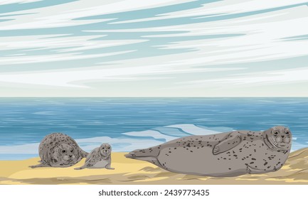 Family of harbor seals with pups lies on the sandy seashore. Realistic vector landscape