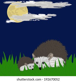 Family of hedgehogs on the night walk.