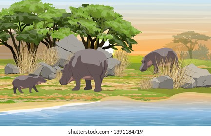 Family of hippos in the African savannah. Parents and cub. Herbivores at a watering place. Wildlife of Africa. Realistic Vector Landscape