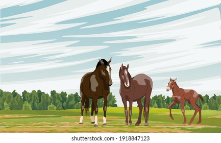 A family of horses stands in the field. Red foal Equus ferus caballus. Wild and farm horses. Realistic vector landscape