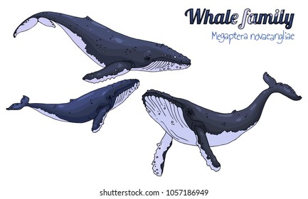 The family of humpback whales with their calf. Megaptera novaeangliae. Vector illustration.