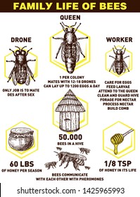 Family life of Bees. Information poster on the composition of the bee colony. Beekeeping infographics.