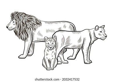 Family lions isolated on white background. Sketch graphic lion, lioness, cub predator of savannah in engraving style. Design retro black and white drawing. Vector illustration.