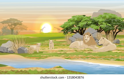 A family of lions resting near a lake in the African savannah. Wildlife of Africa. Acacia trees, stones, dry grass. Realistic Vector Pizazh