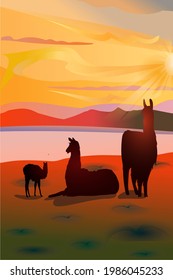 A family of llamas from mom, dad and baby relax on the ocean at sunset.