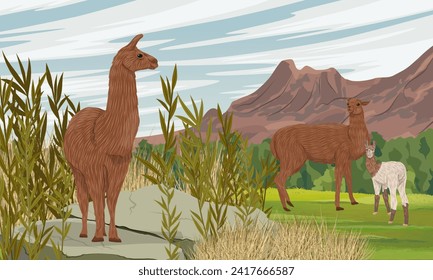 La familia de llamas se encuentra en el campo a los pies de una cordillera. Animales domesticados de Sudamérica. Paisaje vectorial realista