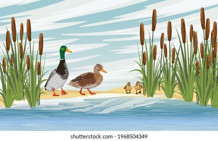 Family of mallard ducks Anas platyrhynchos. A drake, a duck and two ducklings learn to swim. Lake shore with reeds. Sandy shore of the pond. Countryside. Vector realistic landscape.