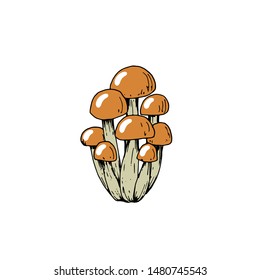 family of mushrooms edible vector, isolated on white background