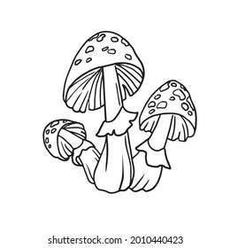 Family of mushrooms. Outline, vector drawing. Isolated illustration.