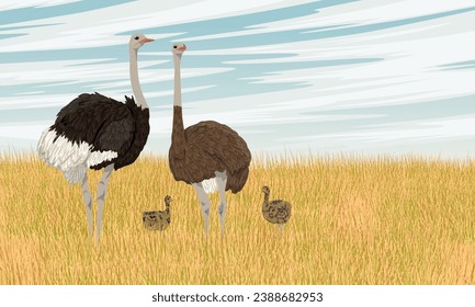 A family of ostrich with chicks stand in tall dry grass. Wildlife of Africa. Realistic vector landscape.