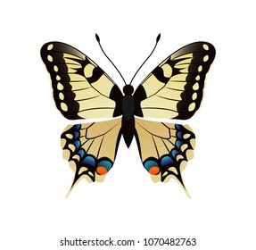 Family papilionidae butterfly with ornaments on wings and antenna family papilionidae yellow creature vector illustration isolated on white background