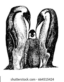 family of penguins with fledgling sketch ink hand drawn vector illustration