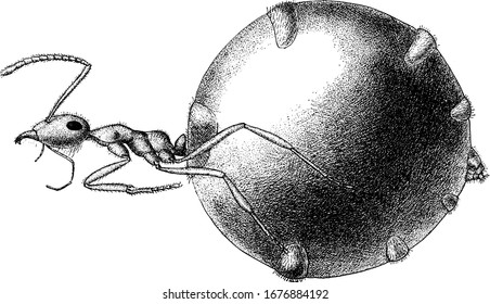 The family stomach or repletes of the honey ant of the garden of the gods (Myrmecocystus hortideorum) have a pot-like swollen abdomen, vintage line drawing or engraving illustration.