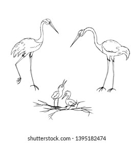 Family of storks with young. Vector illustration.