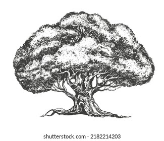 family tree hand drawn vector illustration realistic sketch