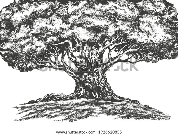 Family Tree Hand Drawn Vector Illustration Stock Vector (Royalty Free ...