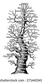 Family tree of life on earth, vintage engraved illustration. Earth before man - 1886.