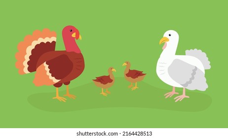 Family of turkeys with turkey poults