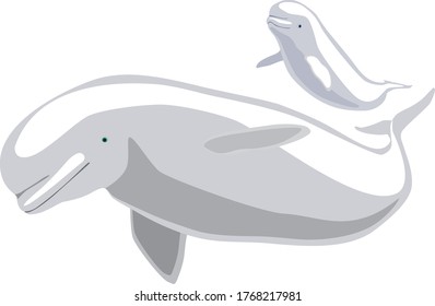 A family of two beluga whales. Vector illustration