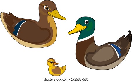 Family of wild ducks (mallard): dad, mom and yellow duckling isolated on white background