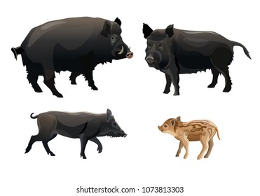 A family of wild pigs. Vector illustration isolated on white background