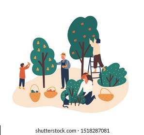 Family working in fruit garden together flat vector illustration. People gathering apples, berries and pears. Grandfather, kids harvesting in backyard orchard characters isolated on white.