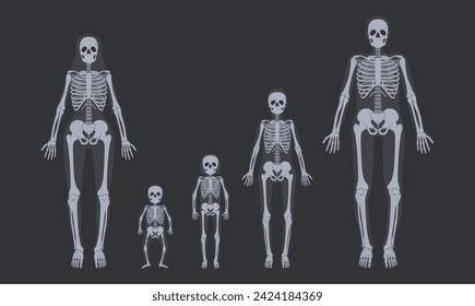 Family x-ray skeletons. Human skeletal systems from child to adult. Body anatomy vector illustration set. Healthcare examination, tomography pictures of parents and children at hospital