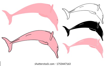 Famous Pink dolphin called Boto in Brazil.