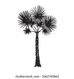 Fan Palm (Arecaceae) tree silhouette, hand drawn doodle, sketch in pop art style, black and white vector illustration