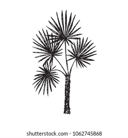 Fan Palm (Arecaceae) tree silhouette, hand drawn doodle, sketch in pop art style, black and white vector illustration